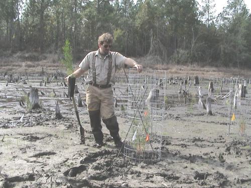 Johnny Stowe with caged AWC transplant